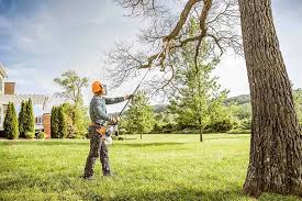 Braddock, PA Tree Services Company